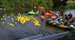 The Duck Race on the River Wey